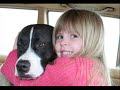 PITBULLS!!!