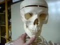 Freddy the skeleton