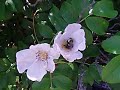 Save the Honey Bees!