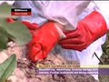 Black Sheep news break