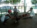 VIGAN ILOCOS COCK FIGHT PRACTICE VIGAN ILOCOS COCK FIGHT PRACTICE