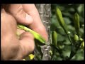 Deadheading your flowers
