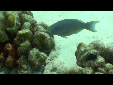 how to belt transect