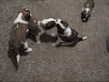 Which Puppy is Yours??