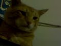 my pet