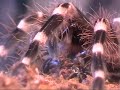 Acanthoscurria Geniculata L8 eat cricket Acanthoscurria Geniculata L8 eat cricket