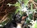 Fwd: What do u get when u cross james brown and cute little puppies? http://www.youtube.com/watch?v=5FvVI4a7Oy0 (via http://ff.im/hlNWV)