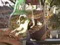 Unreal pitbull jumping video set to Kid Rock's 