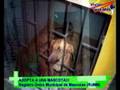 Vivian teve más - RUMM Perrera municipal de Chancay