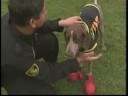 Daily Buzz: Hidden Talents of Animals