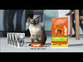 Lazzy - The IAMS Cat