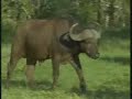 water buffalo at Djuma Wildearth