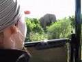 Game Drive: Addo Elephant National Park, Südafrika