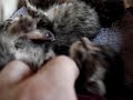 Staten Island Bottle Babies