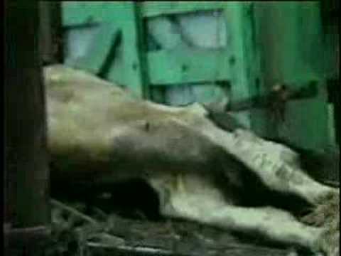 COW GIF