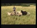 Foxys första vallning.wmv Foxys första vallning.wmv