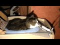 memory-of-joey-the-cat-cascada-what-hurts-the-most.html