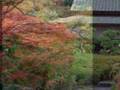 New　Otani　Tokyoの紅葉