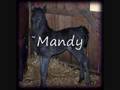 Our 3rd filly for adoution is Mandy