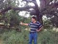 videos de walking mango tree / chalto ambo