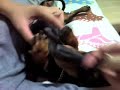 Dodo, our cute Mini Dachshund