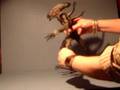 Hot Toys Alien Warior AvP: R articulation demo
