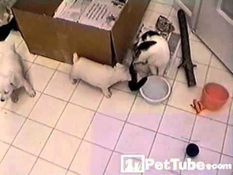 Видео 'Щенки, кошка и хвост! :)'