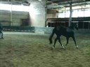 Wendy Free Jumping