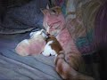 EL GATO MAS TIERNO DEL MUNDO   TALKING CATS