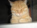 EL GATO MAS TIERNO DEL MUNDO   TALKING CATS