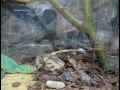 apu (dragon de agua chino - physignatus cocincinus) comiendo una laucha, se puso como loco y la larga, pero al rato se la mando.
http://www.bsasinsomnio.com.ar