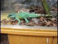 apu (dragon de agua chino - physignatus cocincinus) comiendo una laucha, se puso como loco y la larga, pero al rato se la mando.
http://www.bsasinsomnio.com.ar