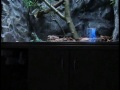 apu (dragon de agua chino - physignatus cocincinus) comiendo una laucha, se puso como loco y la larga, pero al rato se la mando.
http://www.bsasinsomnio.com.ar
