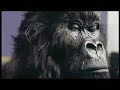 Cadburys Gorilla Advert!