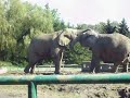 S?onie w chorzowskim zoo