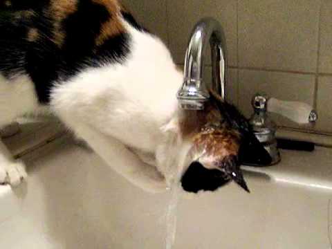 Cat with a drinking problem