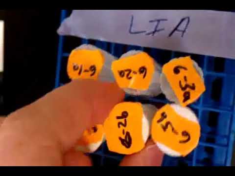 how to isolate salmonella from eggs