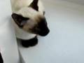 Tessie the Siamese kitten is upset with Bosox