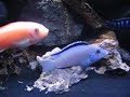 African Cichlids Lake Malawi mbuna part IV