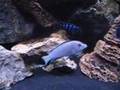 African Cichlids Lake Malawi mbuna part IV