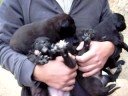 cachorros Villano de las Encartaciones