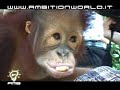 MISTERY OF MALAYSIA - MOVIE TRAILER AMBITION MISTERY OF MALAYSIA - MOVIE TRAILER AMBITION