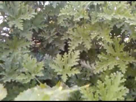 how to transplant citronella plants