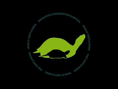 YouTube reptile video