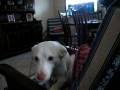 videos de Dogbook Movie: that's me