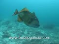 Triggerfish attack