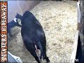 Paint Horse - Foal WebCam - Painters Hideaway