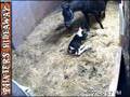 Paint Horse  Foal WebCam  Painters Hideaway