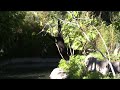 White Handed Gibbon in Oakland Zoo (HD Test) White Handed Gibbon in Oakland Zoo (HD Test)