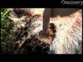 Discovery Raw: Maggots